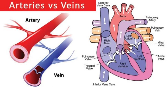Difference between arteries and veins