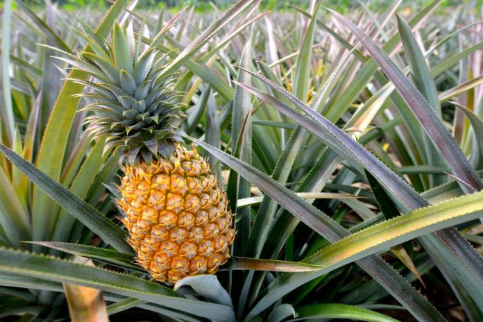 How do pineapples grow