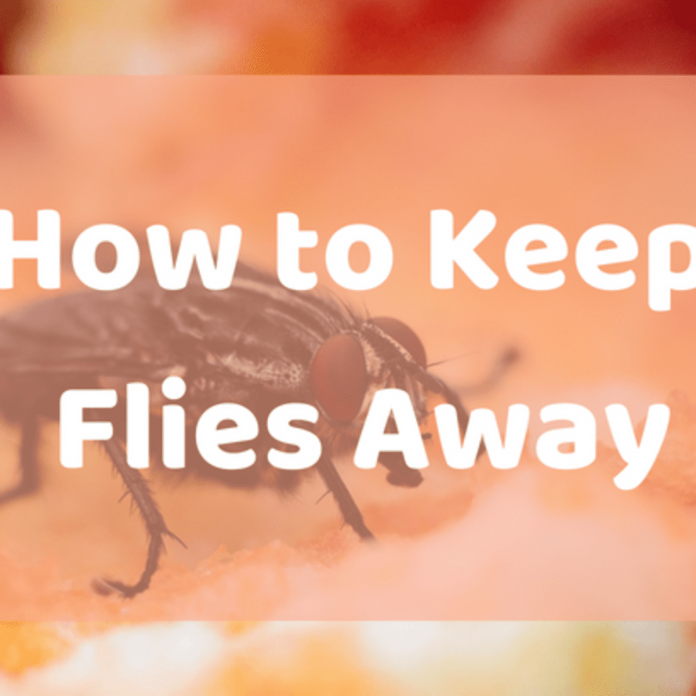 How to keep flies away