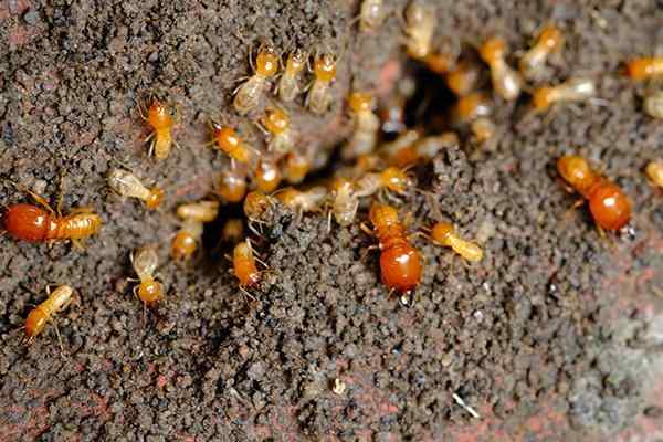 What does termites look like?